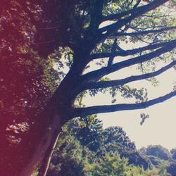 Yearning
