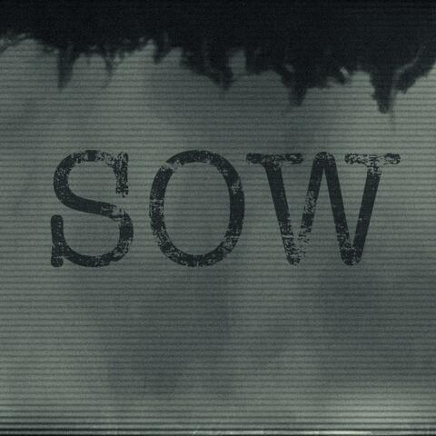 Sow