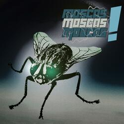 moscas