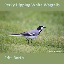 Perky Hipping White Wagtails