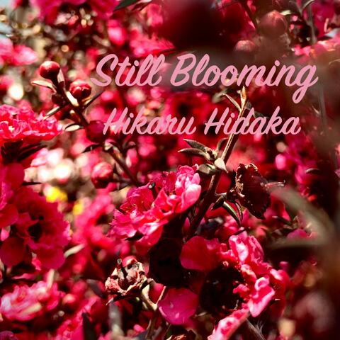 Still Blooming