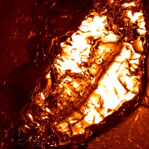 amber call (eclosion)