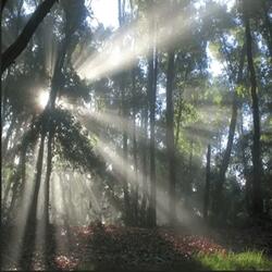 the light shines through