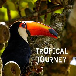Tropical Journey