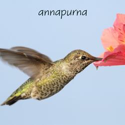 Annapurna
