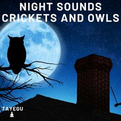 Night Sounds Crickets and Owls Summer Night Dog Barking 1 Hour Relaxing Nature Ambient Yoga Meditation Sounds For Sleeping Relaxation or Studying