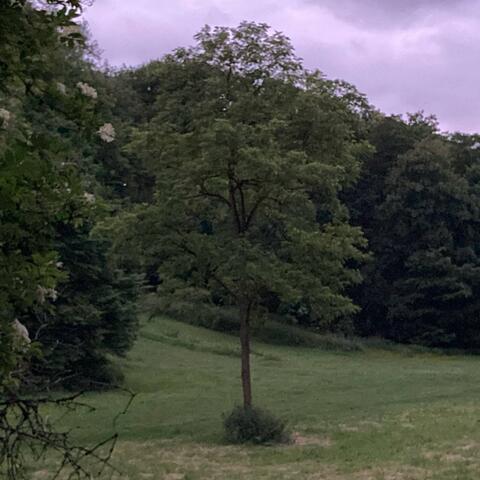 Why I am the Way I am