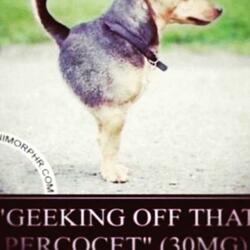 Geeking Off That Percocet (30MG)