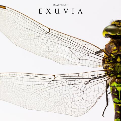 Exuvia