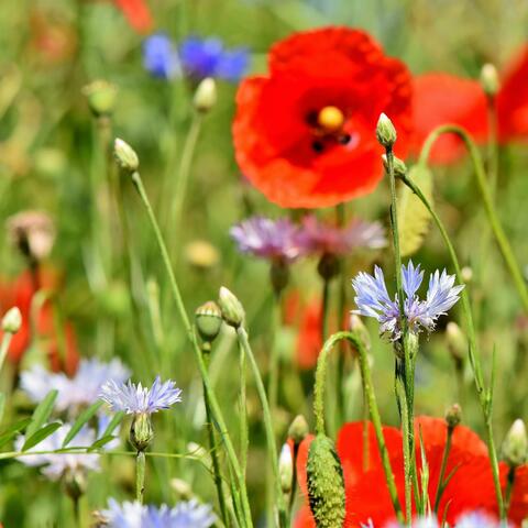 Where Wild Flowers Blow