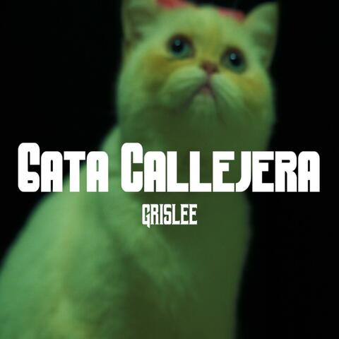 Gata Callejera