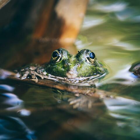 Frog Song