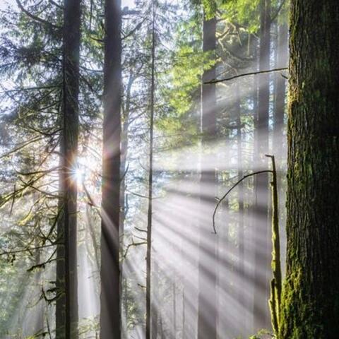 Sequoia