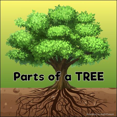 Parts of a Tree