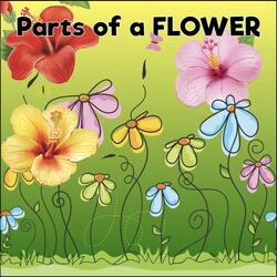 Parts of a Flower