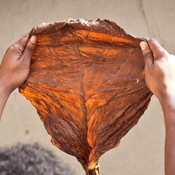 Grabba Leaf (feat. Donv3ra)