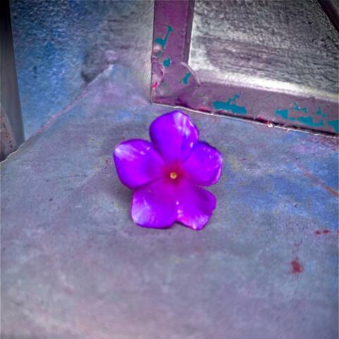 wild flower