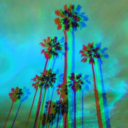 Palm Tree