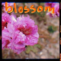 Blossom