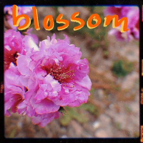Blossom
