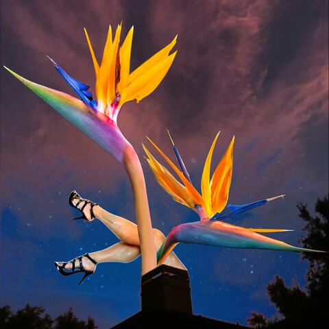 Bird of Paradise