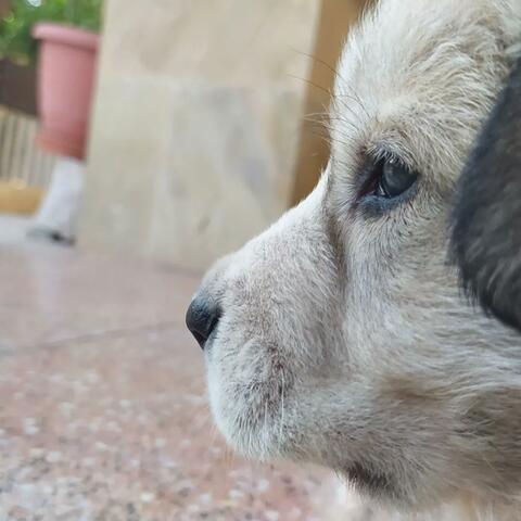 Billie