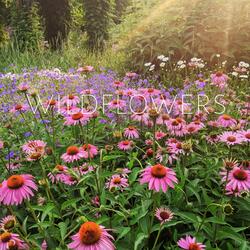 Wildflowers