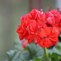 bloom