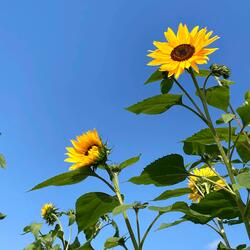 Heliotropic