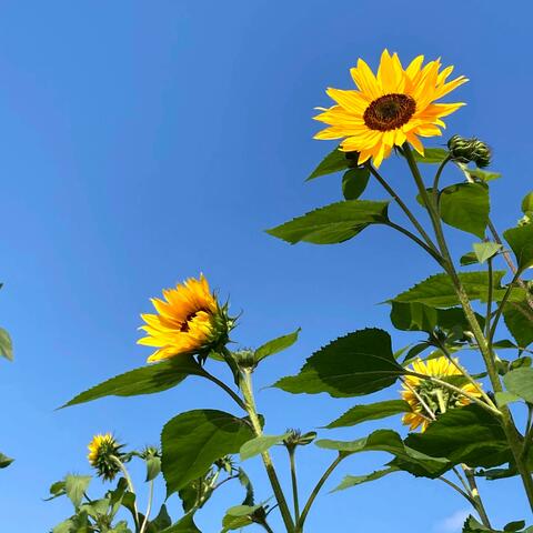 Heliotropic