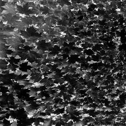 Spring Hail (For Terry Riley)