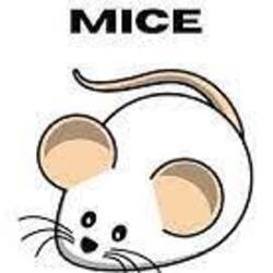Mice
