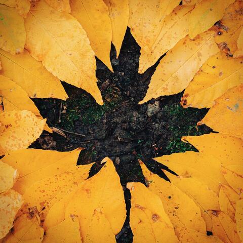 Autumn Leaves