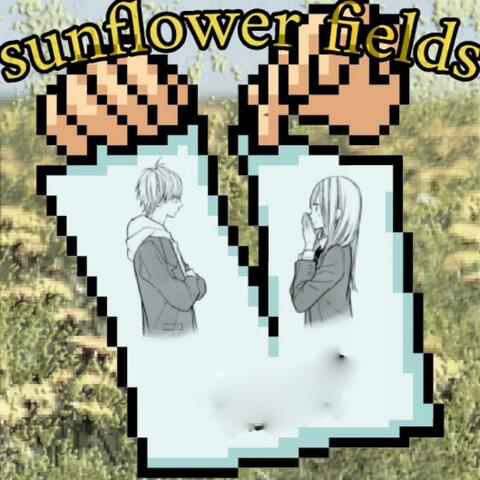 Sunflower Fields