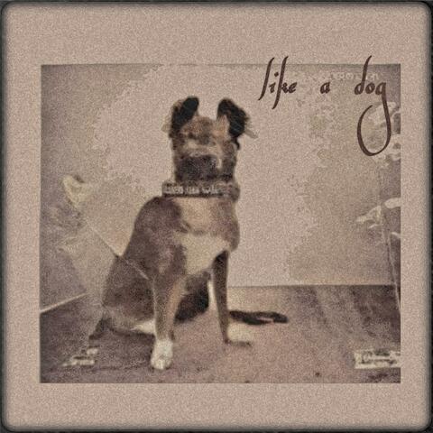 Like a dog