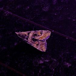 Vice Grips (feat. HESH LORD)