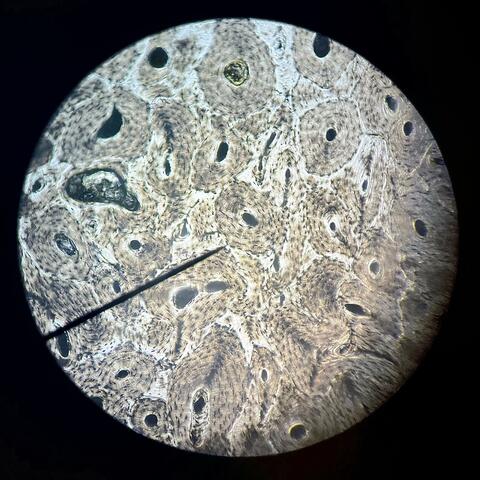 Space hippy (Yeah, Come on)