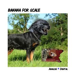 Banana for Scale
