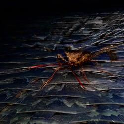 Crawl