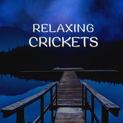 Relaxing Crickets