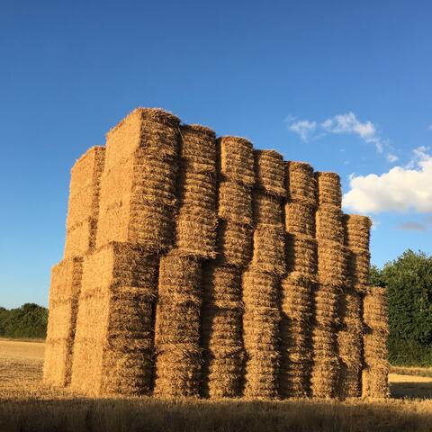 Children of the corn