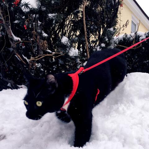 Walkin' My Cat Named Dog (feat. Bleach Day)