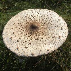 Something for the weekend