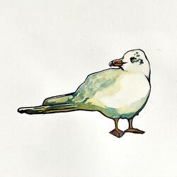 Seagulls