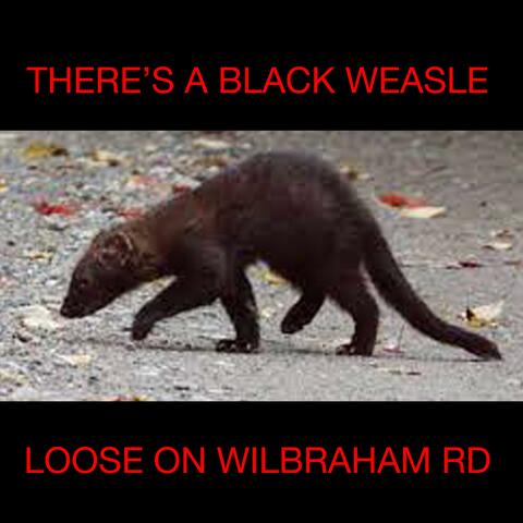 THERE'S A BLACK WEASLE LOOSE ON WILBRAHAM ROAD