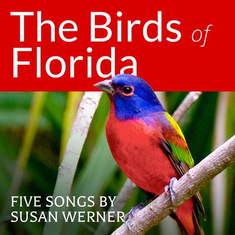 The Birds Of Florida