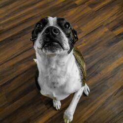 Como se llama tu perro