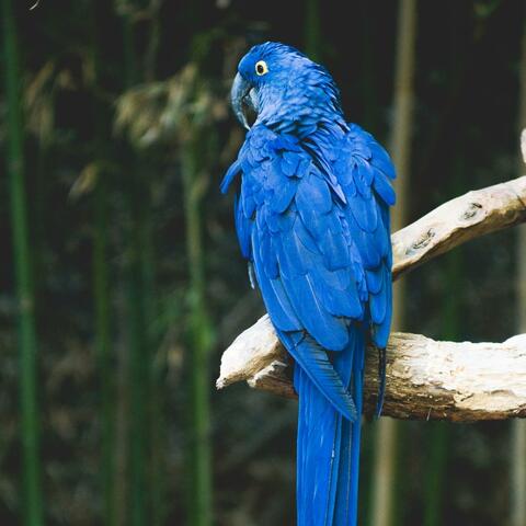 Blue Parrott Radio 1975
