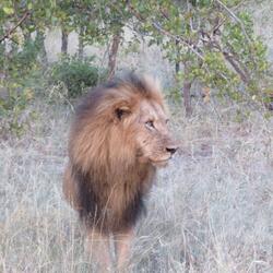 Like to be in Africa