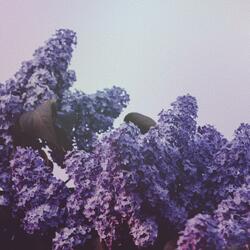 Lilac (feat. Thomas Ng)